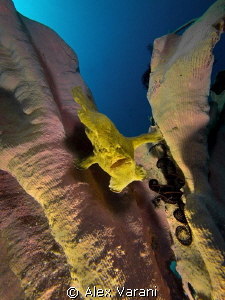 Antennarius commersonii con huge sponge by Alex Varani 